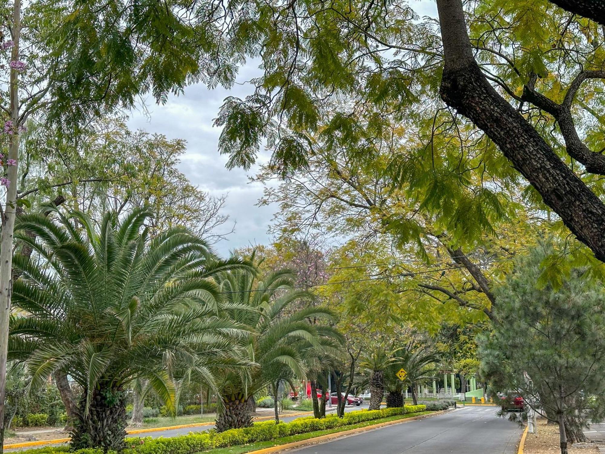 Sencillo Y Acogedor Estudio En Chapalita 02 Guadalajara Kültér fotó